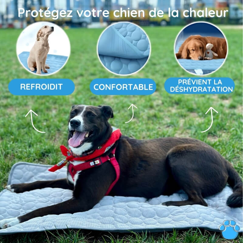 MrFluffyFriend - Le meilleur tapis rafraîchissant pour chiens