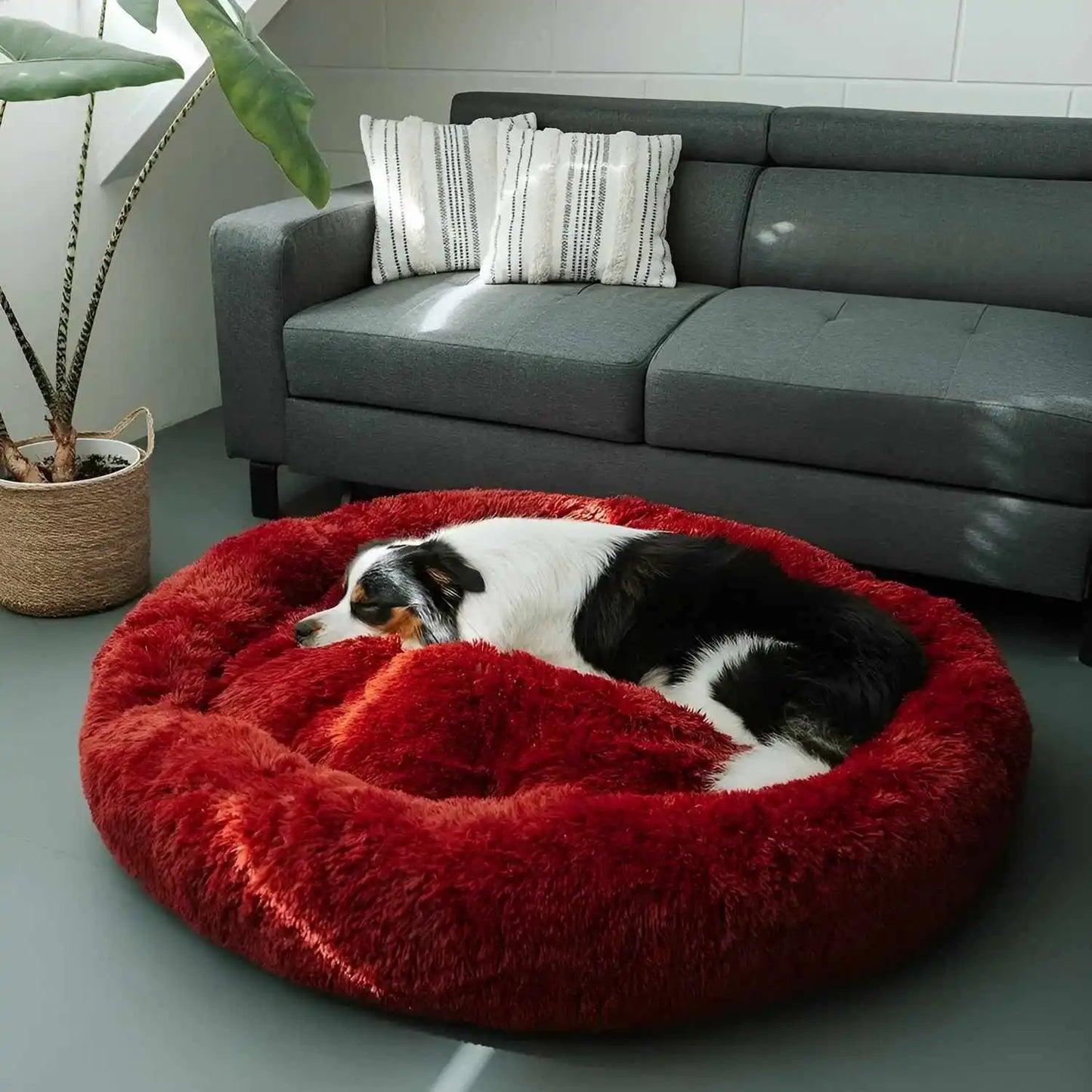 MrFluffyFriend - Le Meilleur Coussin Pour Différentes Races De Chiens