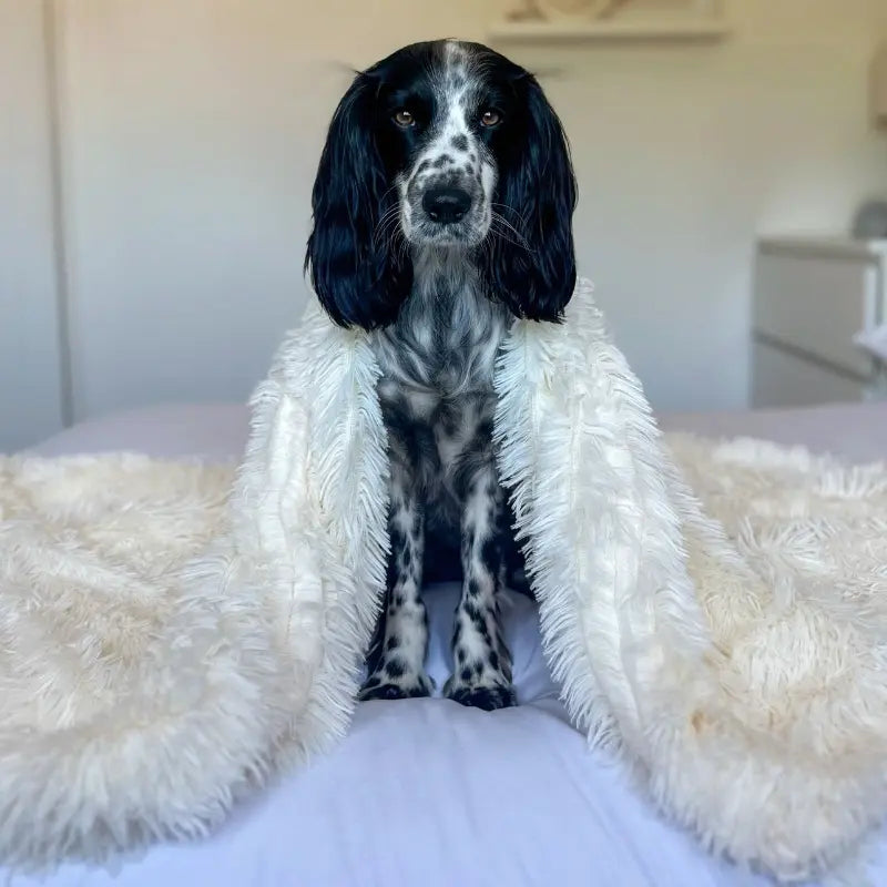 MrFluffyFriend - Lit Pour Chien Blanc